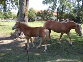 Haflinger2a