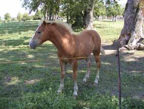 Haflinger3a